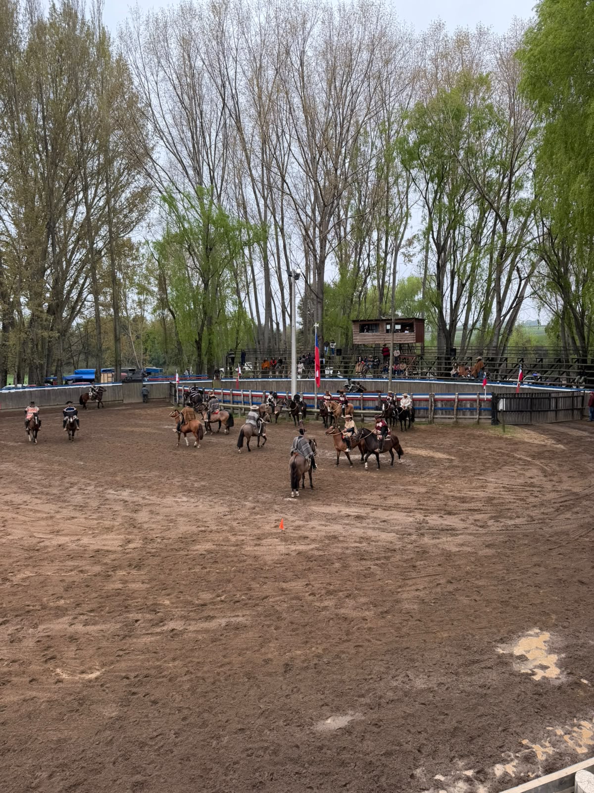 Fotografía 9 del álbum de Asociación Rio Ñuble dio el vamos a la temporada, en el Carmen en el  Rodeo del Club de huasos Navidad